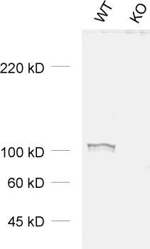 EPS8, Polyclonal rabbit purified antibody