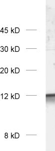 COX4 Polyclonal rabbit antiserum - image 1