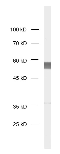 Glu-Tubulin Recombinant rabbit - image 1