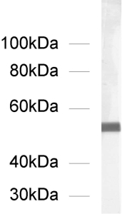 alpha-Tubulin Recombinant mouse - image 1