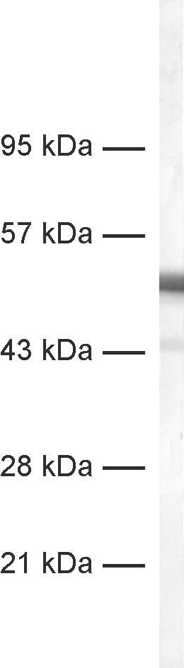 alpha-Tubulin Recombinant Guinea pig - image 1
