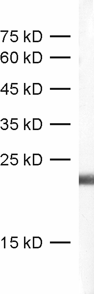 MLC-2V Recombinant Guinea pig - image 1
