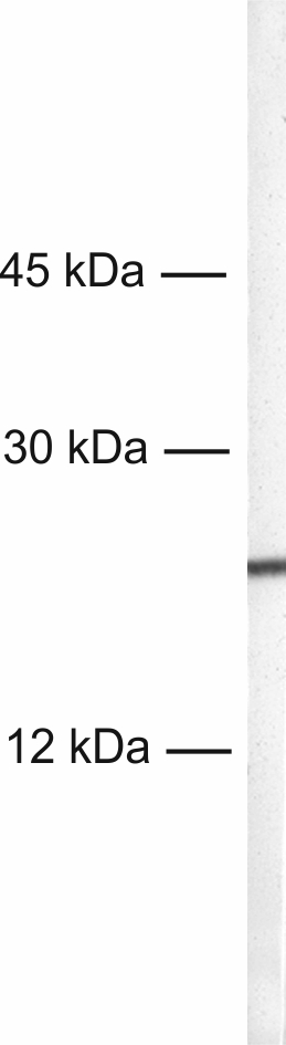 MLC-2A Recombinant rabbit - image 1