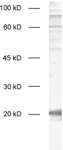 Rab7a, Polyclonal rabbit purified antibody