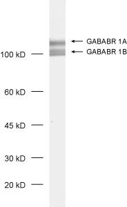 GABABR1, Polyclonal rabbit antiserum