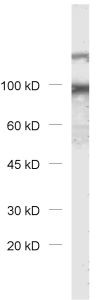 DAP1, Polyclonal Guinea pig antiserum