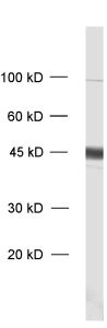 GAP43, Polyclonal rabbit antiserum
