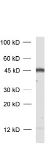 GAP43, Polyclonal rabbit purified antibody