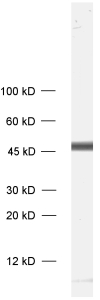 GAP43, Polyclonal Guinea pig antiserum