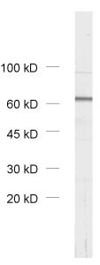 VPS33A Polyclonal rabbit purified antibody - image 1