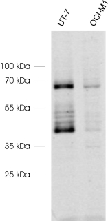 EPOR, Polyclonal rabbit purified antibody