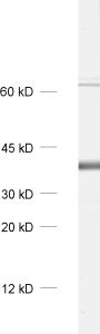 CAML, Polyclonal rabbit antiserum