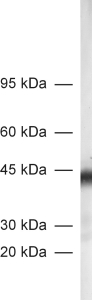 Glutamine synthetase Polyclonal Guinea pig antiserum - image 1