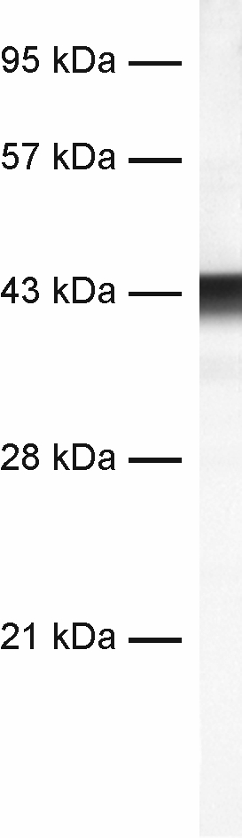 Glutamine synthetase Recombinant rabbit - image 1