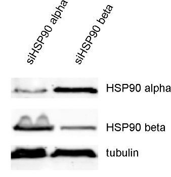 HSP90 beta Polyclonal rabbit purified antibody - image 1