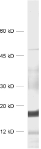 SecE, Polyclonal rabbit antiserum