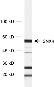 Sorting Nexin4 Polyclonal rabbit purified antibody - image 1