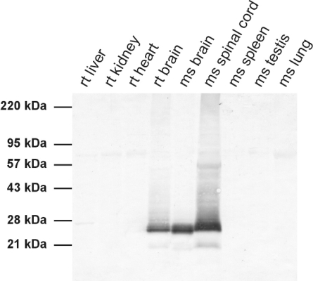 MOG, Polyclonal Guinea pig antiserum