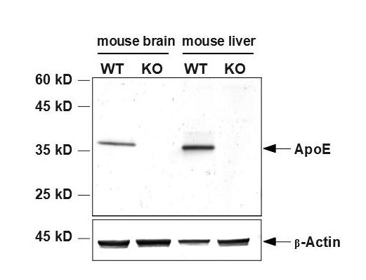 ApoE, Polyclonal Guinea pig antiserum