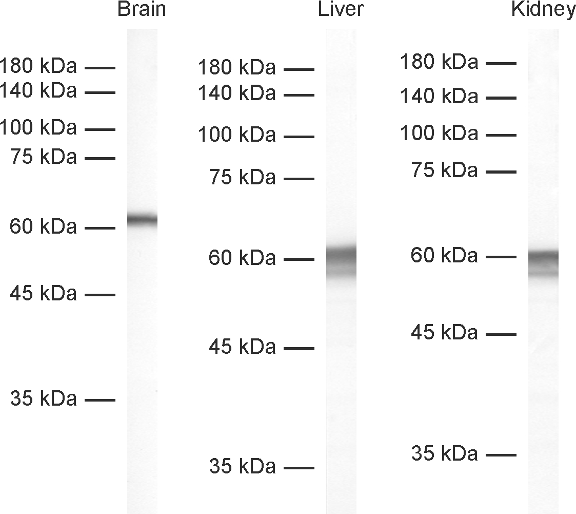 Glutamate dehydrogenase Polyclonal Guinea pig antiserum - image 1