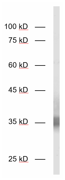 JAM-A, Polyclonal Guinea pig antiserum
