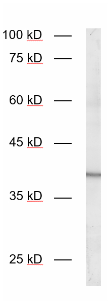 JAM-A, Polyclonal Guinea pig antiserum