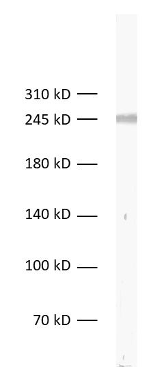 L1CAM, Recombinant rabbit