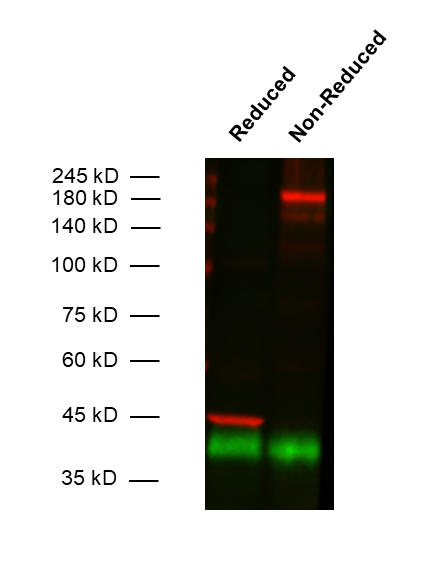 <p>Sample: 30&nbsp;µg mouse lung reduced, 30&nbsp;µg mouse lung non-reduced<br /> Observed MW: ~45&nbsp;kD, 180&nbsp;kD respectively<br /> Detection with rabbit anti-Podoplanin antibody (cat.&nbsp;no. 548&nbsp;002, dilution 1&nbsp;:&nbsp;1000, red) and mouse anti-beta-Actin antibody (cat.&nbsp;no. 251&nbsp;011, dilution 1&nbsp;:&nbsp;4000, green) as loading control. Immunoreactivity was revealed by fluorescent detection.</p>