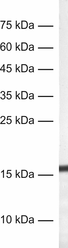IBA1 Recombinant rabbit - image 1