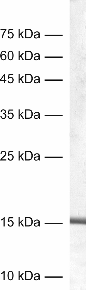 IBA1 Recombinant Guinea pig - image 1