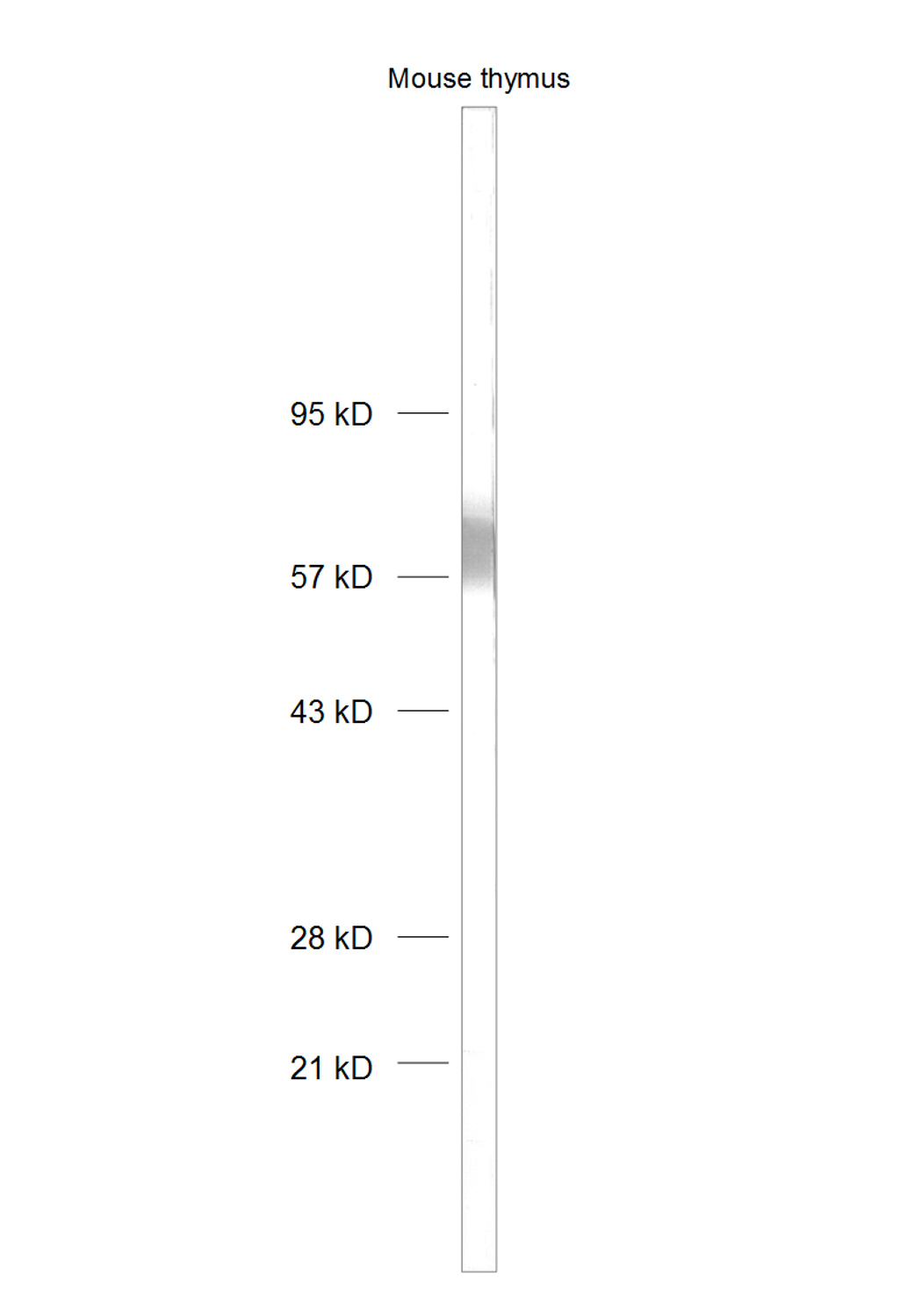 CD4, Polyclonal Guinea pig antiserum