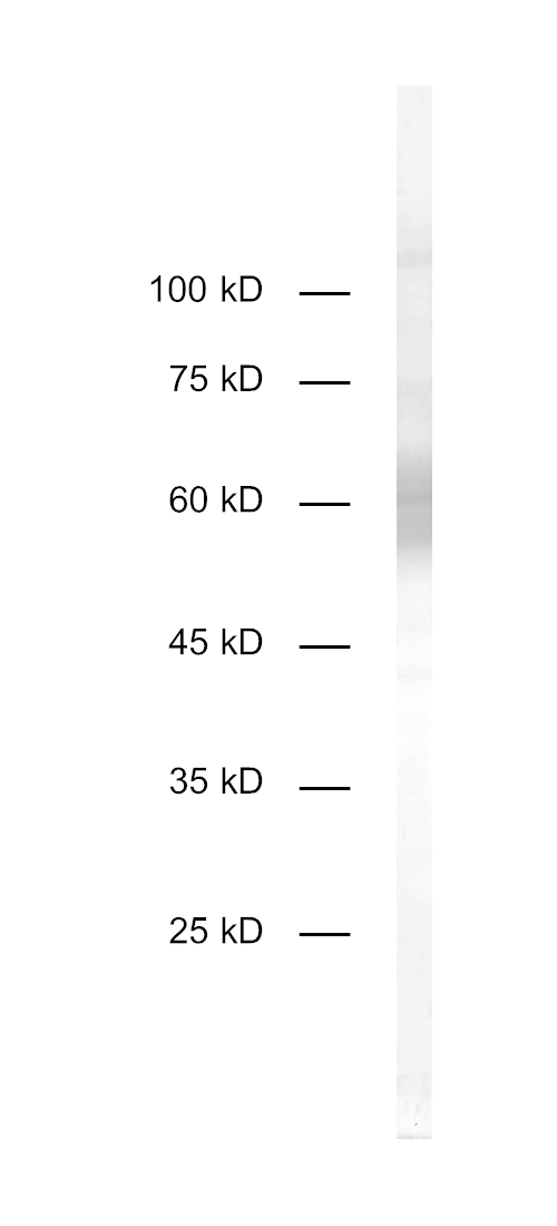 CD4, Recombinant rabbit