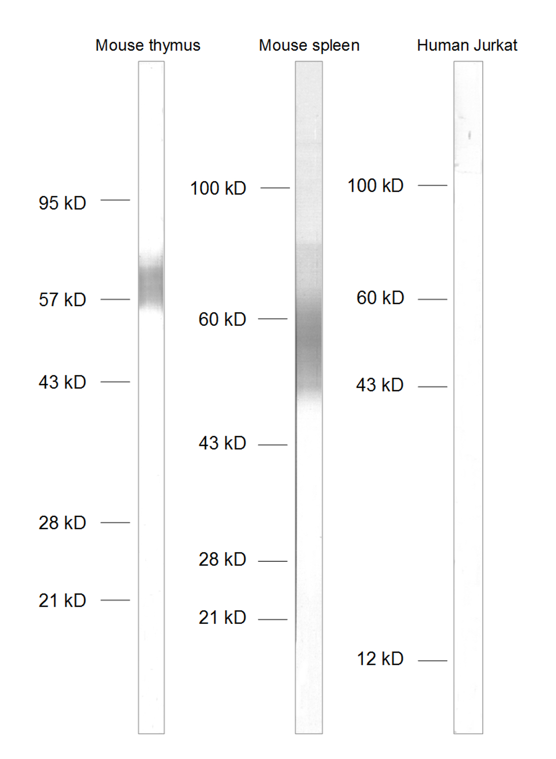 Antibody dilution: 1&nbsp;:&nbsp;1000<br>Rat anti CD4 (HS-360&nbsp;117) is specific for mouse CD4 and is not reactive in human CD4-positive Jurkat cells.​