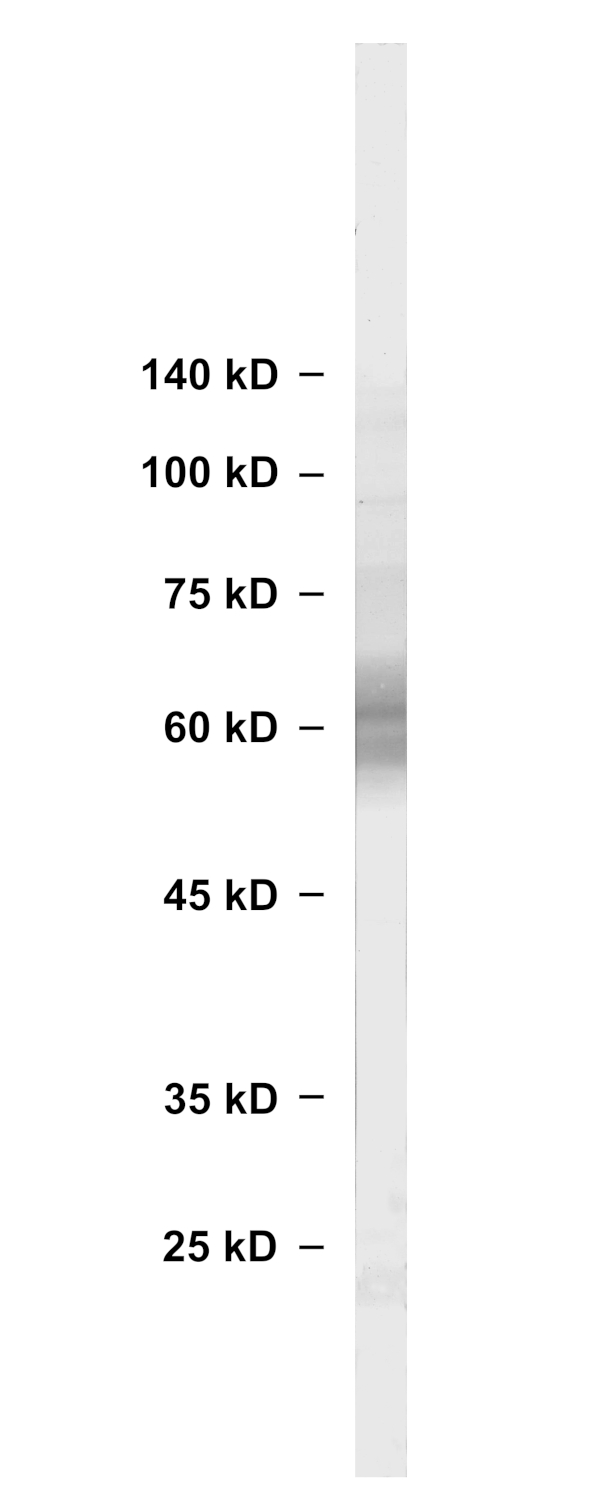 CD4, Recombinant Guinea pig
