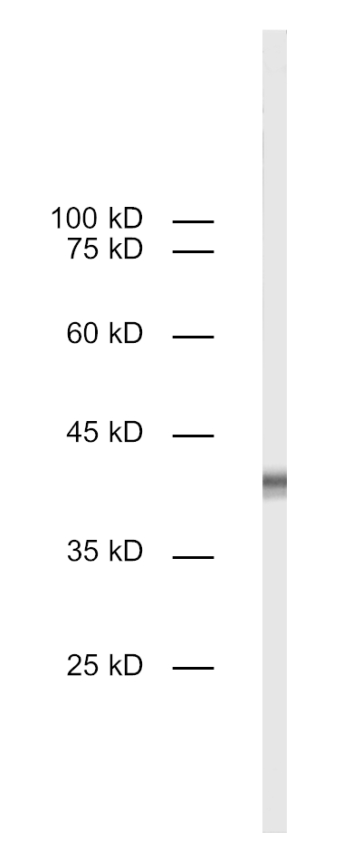 CD8a Recombinant rabbit - image 1