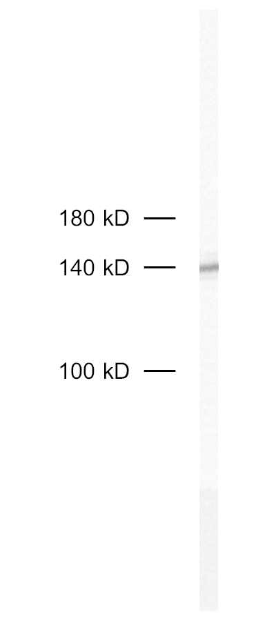 CD11c Polyclonal Guinea pig antiserum - image 1