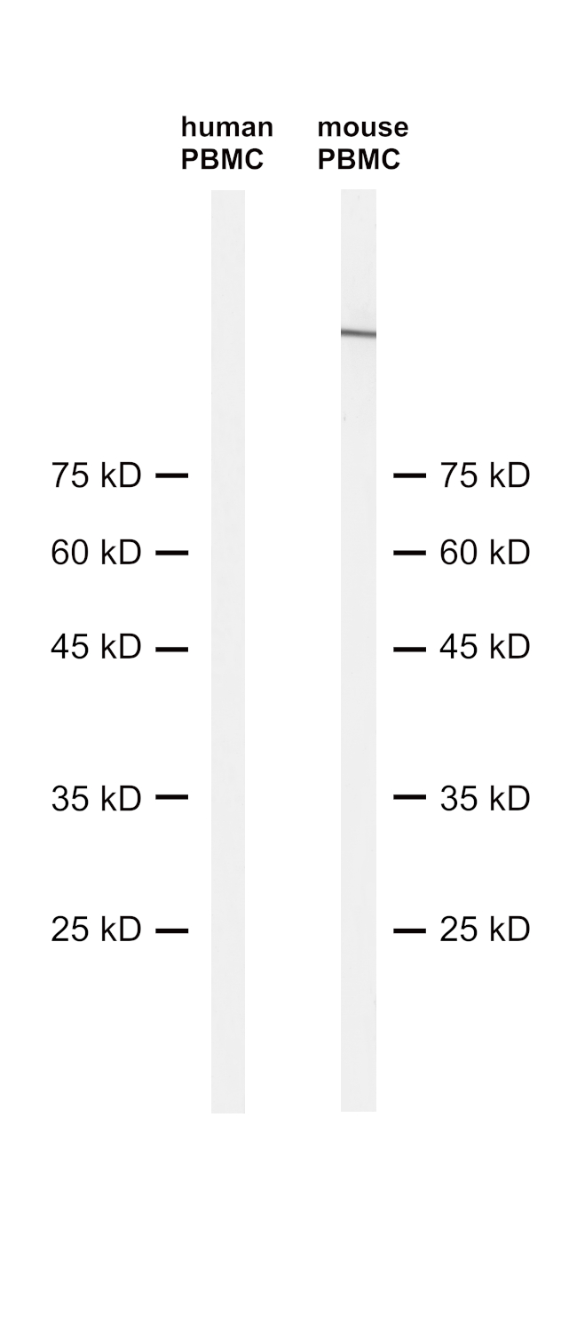 CD11b Recombinant rabbit - image 2