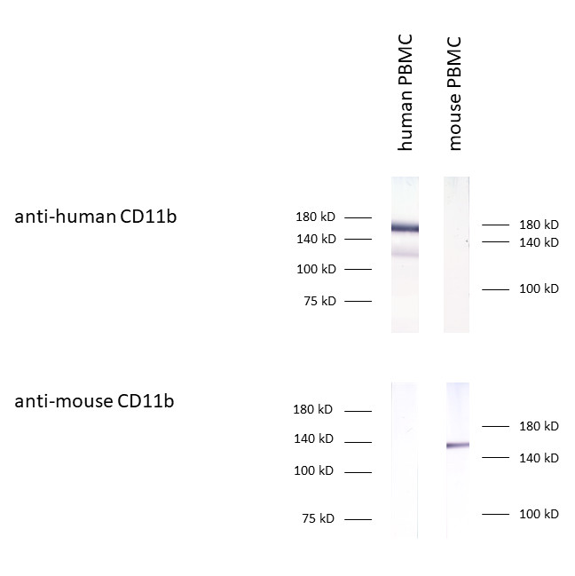 CD11b Recombinant rabbit - image 1