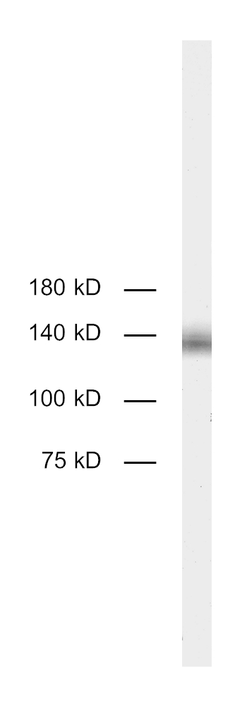 Dilution: 1&nbsp;:&nbsp;250<br> Sample: mouse spleen lysate<br> Observed MW: ~140 kD<br> Detection: AP staining