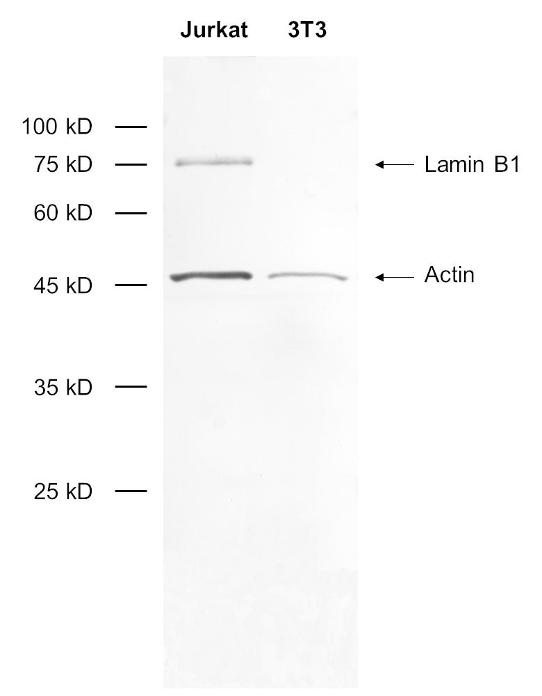 Lamin B1 Recombinant rabbit - image 1