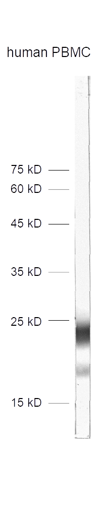 dilution 1&nbsp;:&nbsp;1000<br>Sample: human peripheral blood mononuclear cell (PBMC) homogenate​