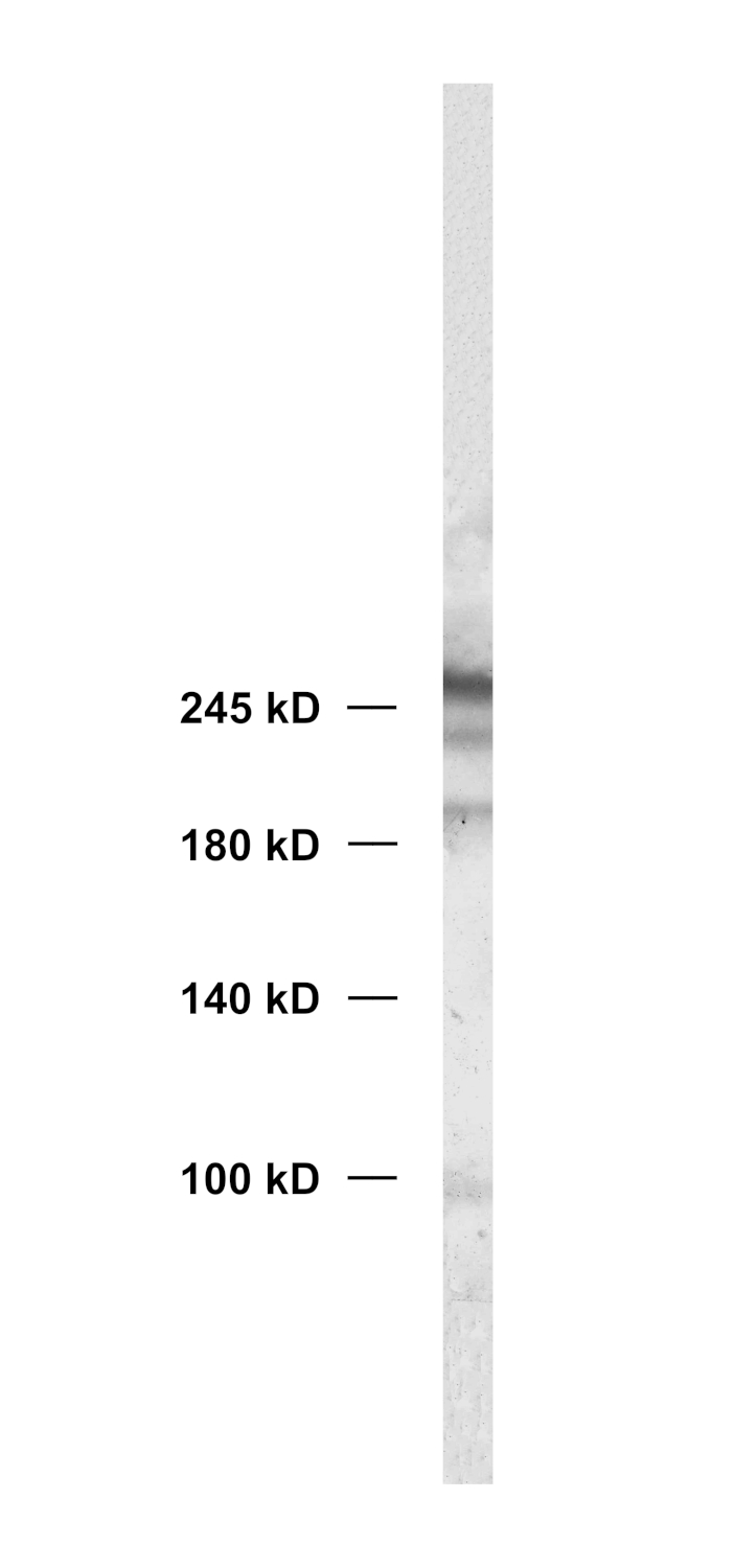 CD45, Polyclonal rabbit purified antibody