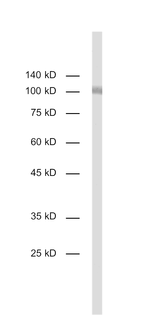 CD19, Recombinant rabbit