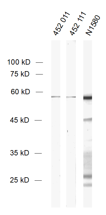 Nucleocapsid CoV-2 Monoclonal mouse purified IgG - image 1