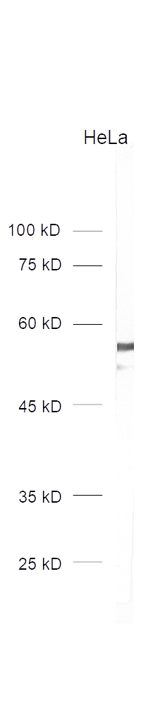 dilution 1&nbsp;:&nbsp;1000​<br>Sample: human HeLa cell homogenate