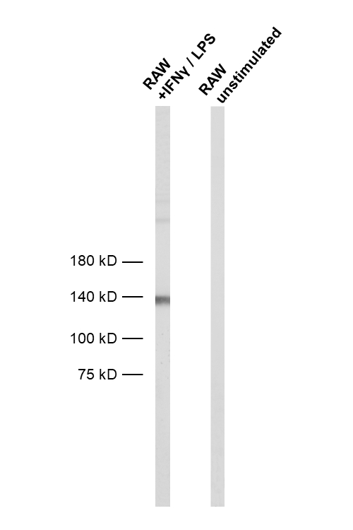 iNOS, Recombinant rabbit