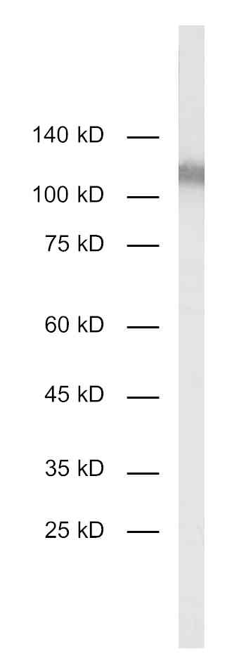 DPP4, Polyclonal Guinea pig antiserum
