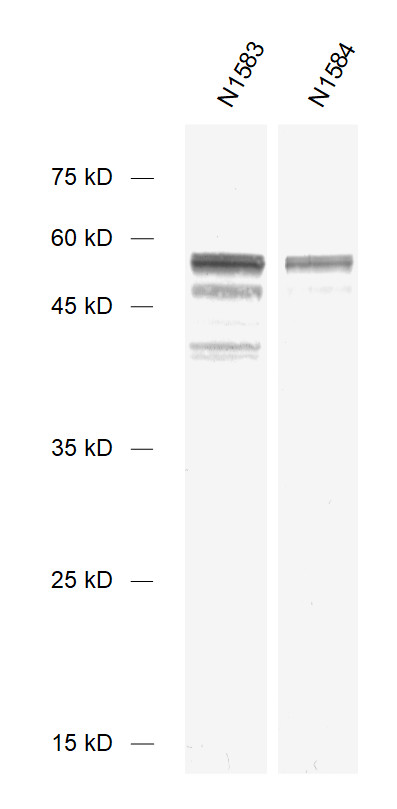 ALFA Recombinant Guinea pig - image 1