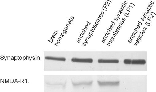 Synaptosome lysate COMPLEX NOT DEFINED IN CUSTOM complex_specification - image 1